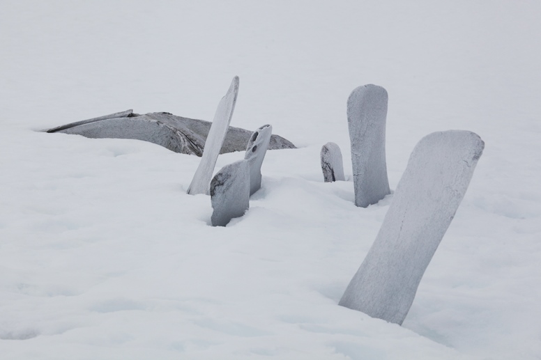 whale bones